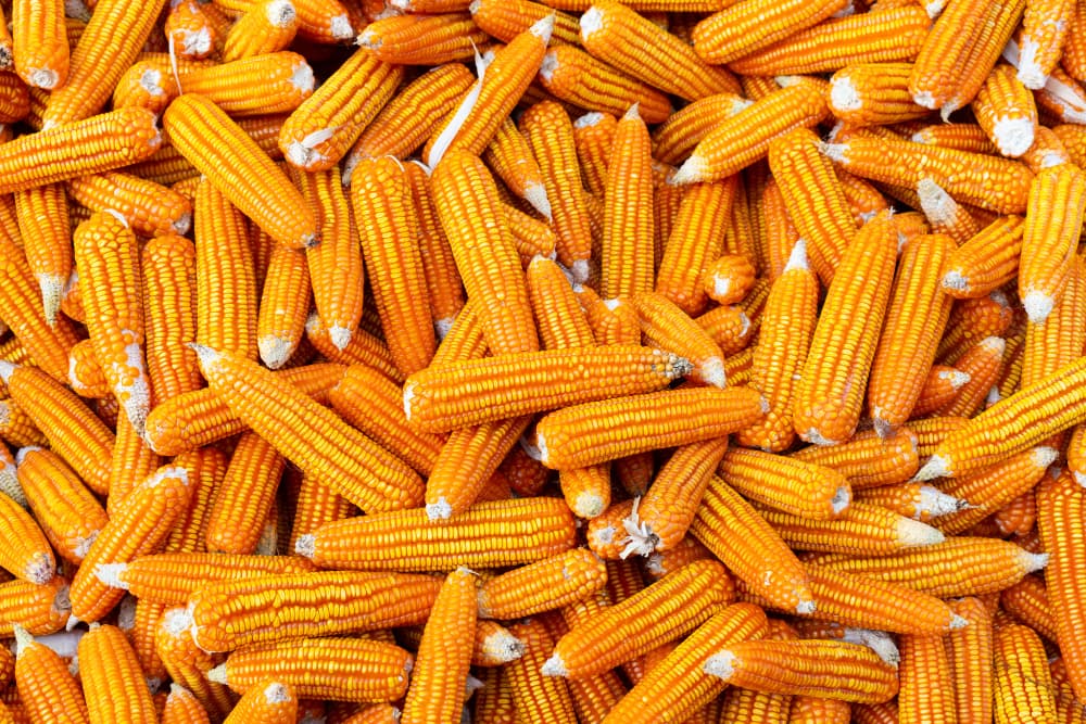 Maize grain